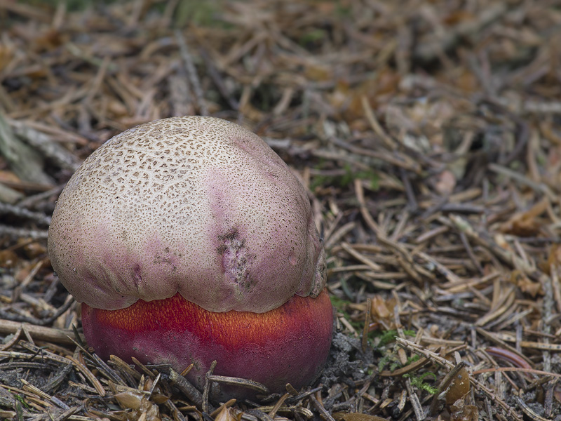 Boletus rhodopurpureus